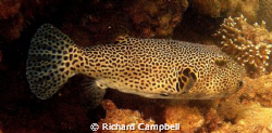 fish/sealife DC1000 by Richard Campbell 